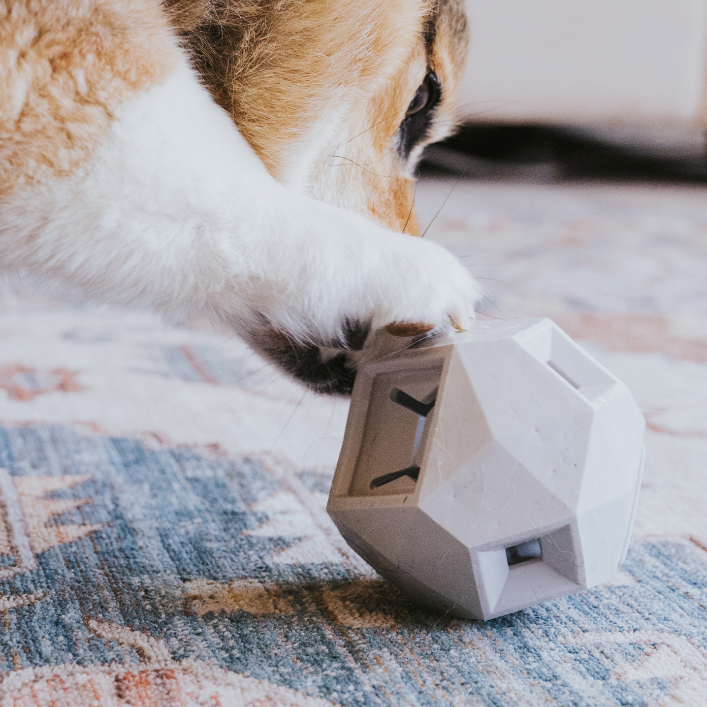 The Odin: A Modern Puzzle Toy for Dogs